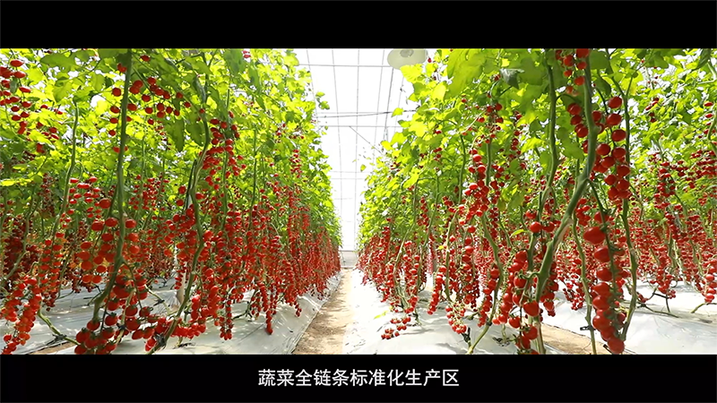 案例截图 